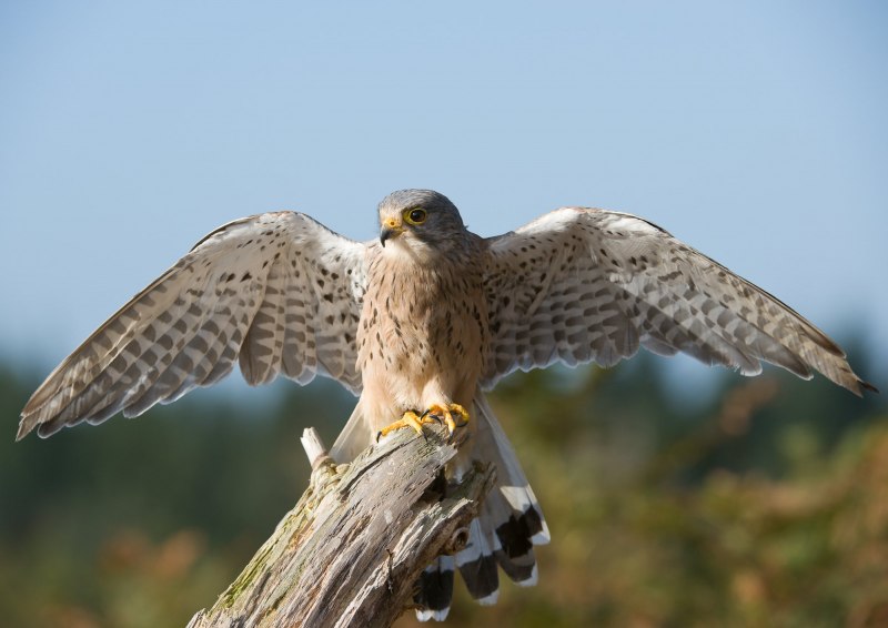 Тетеревятник (Accipiter gentilis)