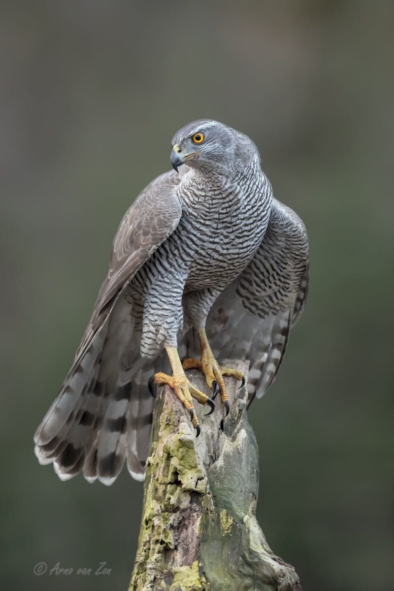 Тетеревятник (Accipiter gentilis)