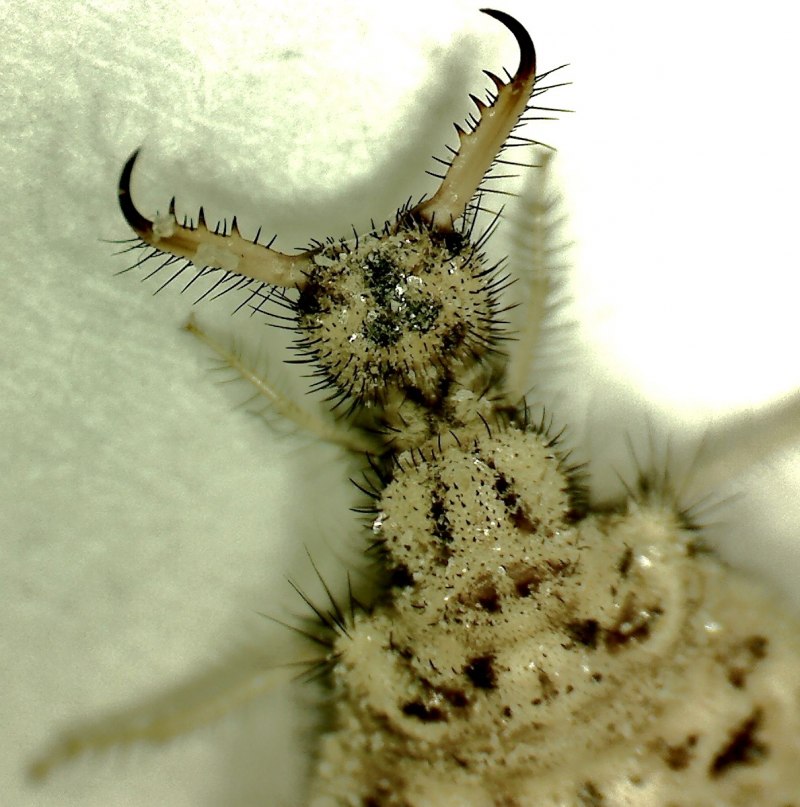 Myrmeleon formicarius