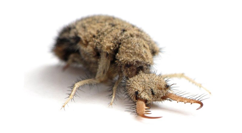 Antlion Larva