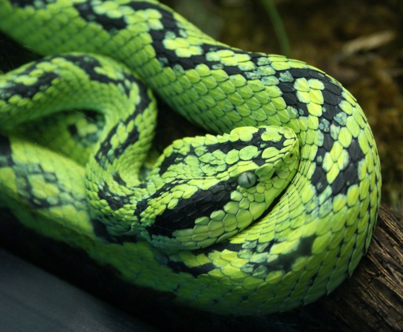 Xenopeltis Unicolor