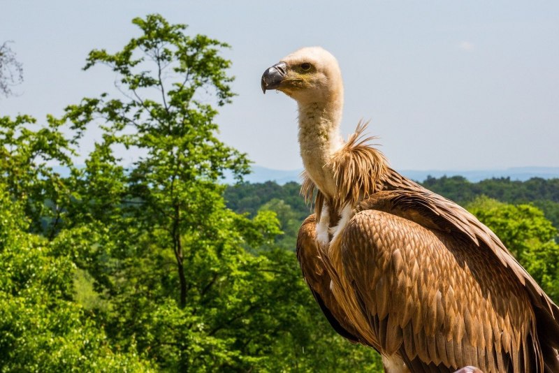 Calyptorhynchus latirostris