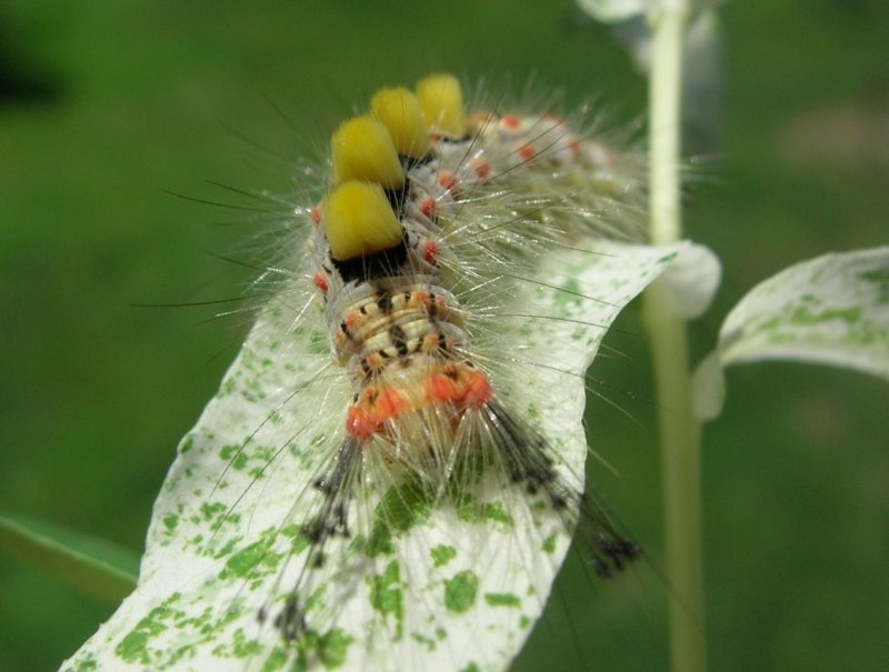 Orgyia Antiqua гусеница