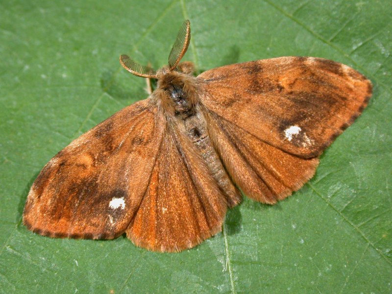 Orgyia Antiqua гусеница