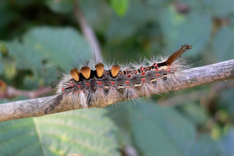 Orgyia Antiqua гусеница