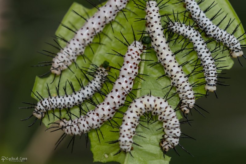 Euproctis chrysorrhoea гусеница