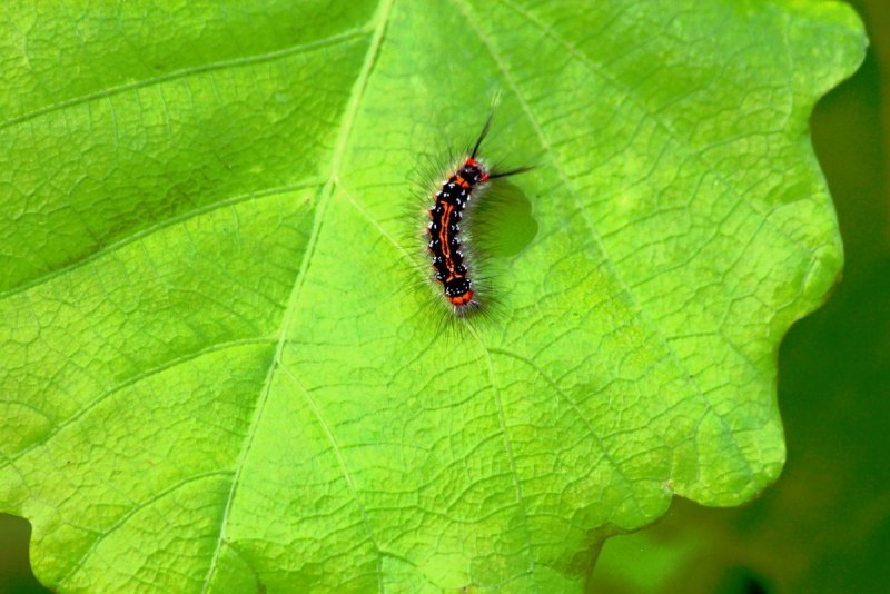 Волнянка античная Orgyia Antiqua