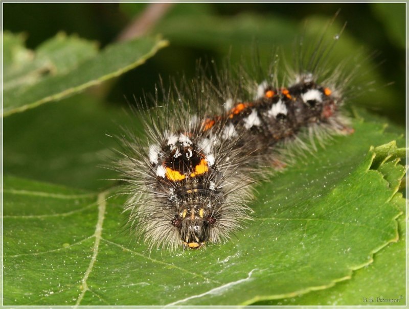 Orgyia Antiqua гусеница