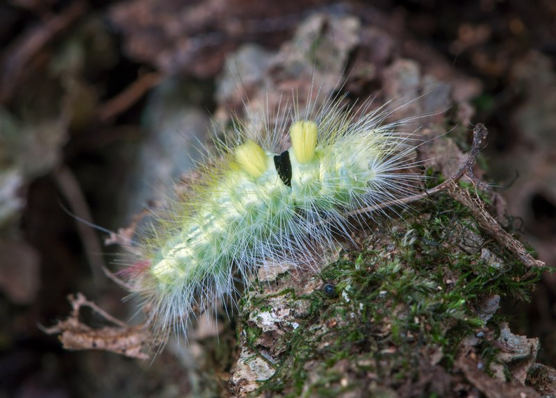 Calliteara pudibunda