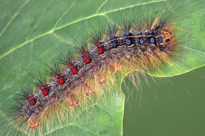 Calliteara abietis гусеница