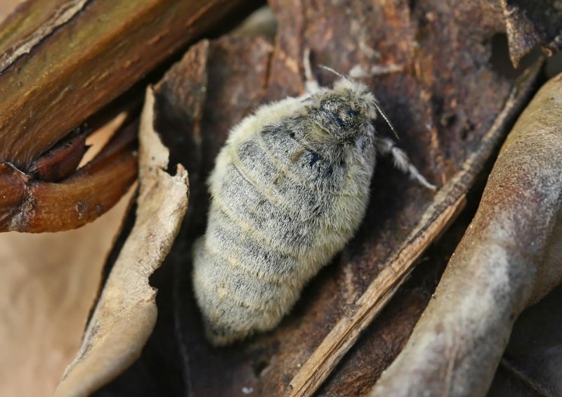 Orgyia Antiqua гусеница