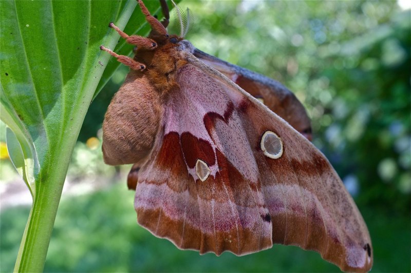 Бабочка Antheraea Polyphemus