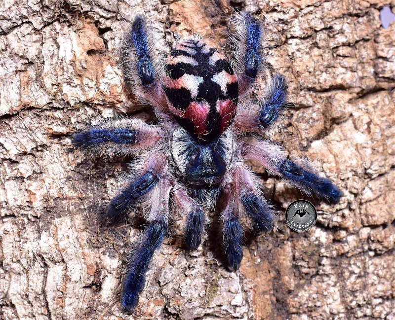Typhochlaena seladonia