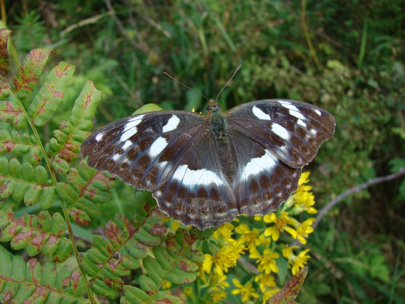 Brenthia hexaselena