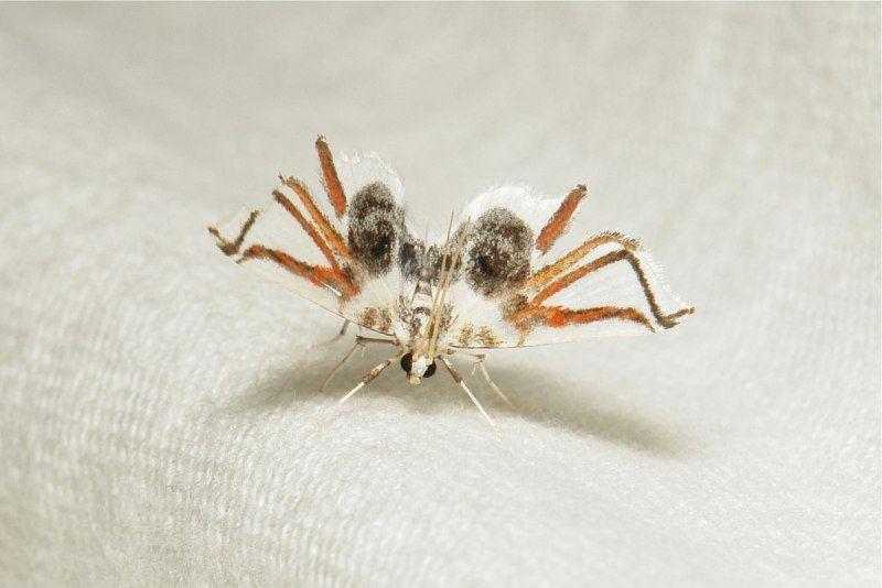 Brenthia hexaselena