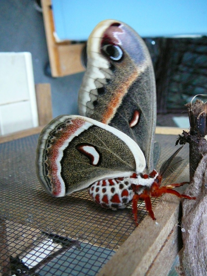 Cecropia Moth бабочка