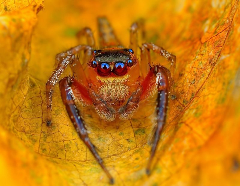 Паук-Павлин Maratus