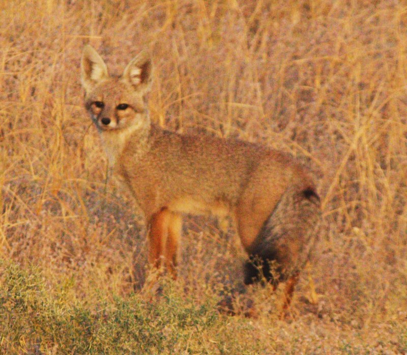 Blanford's Fox