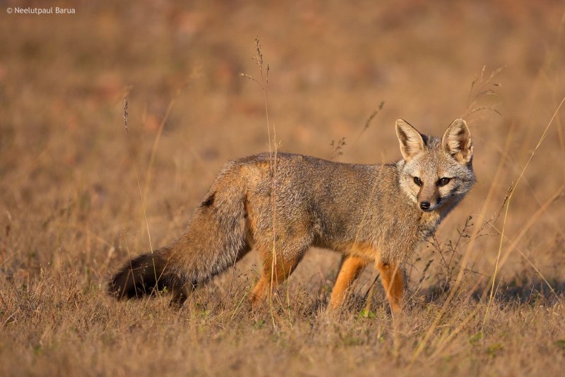 Vulpes chama