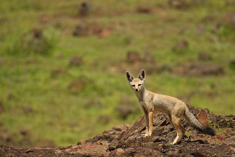 Южноафриканская лисица Vulpes chama