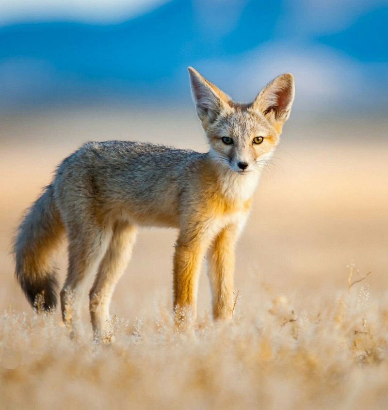 Бенгальская лисица Vulpes bengalensis