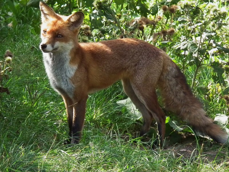 Африканская лисица Vulpes pallida