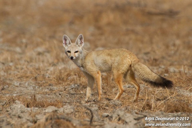 Капская лисица (Vulpes chama)