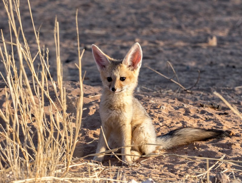 Vulpes chama