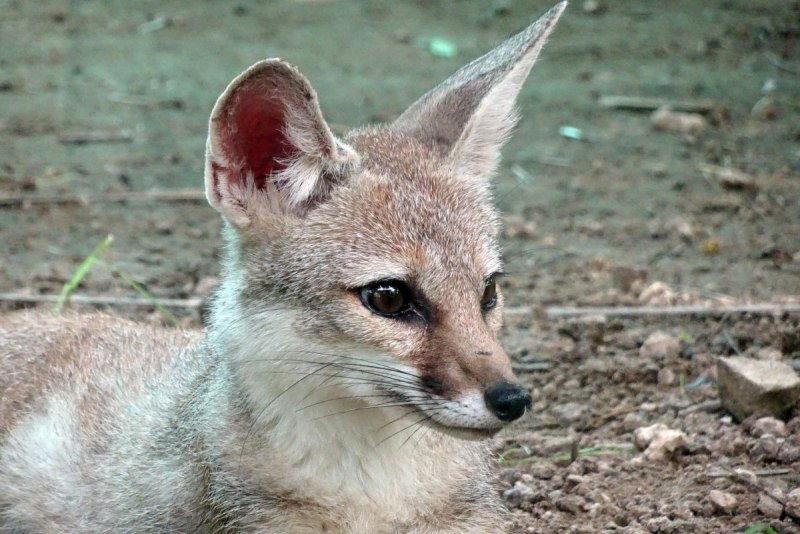 Бенгальская лисица Vulpes bengalensis
