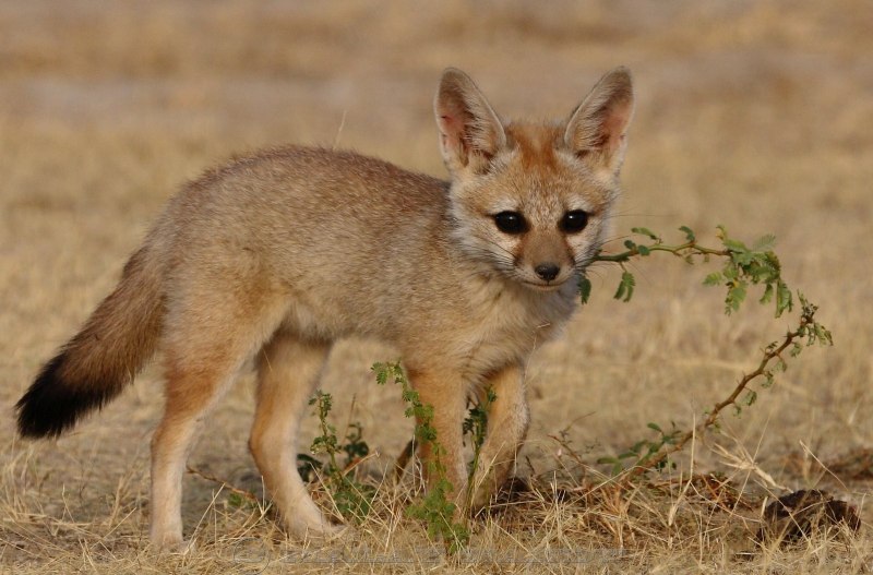 Африканская лисица Vulpes pallida