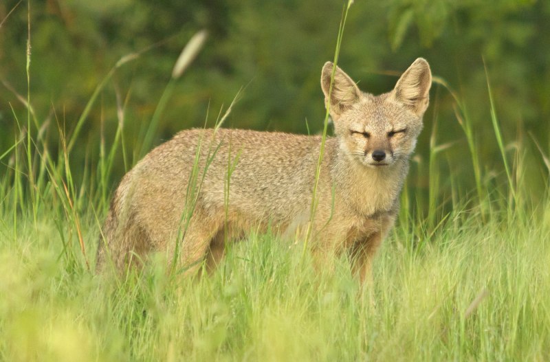 Fox Desert Fox