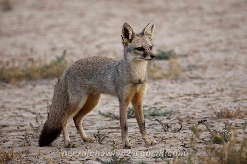 Южноафриканская лисица Vulpes chama
