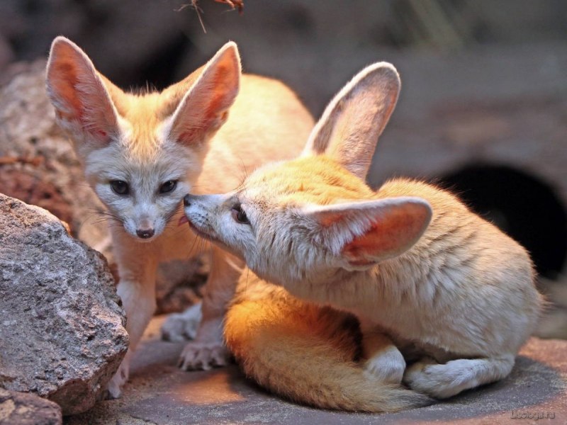 Vulpes chama