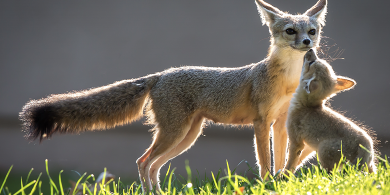 Corsac Fox