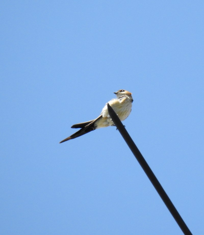 Expansograptus Hirundo