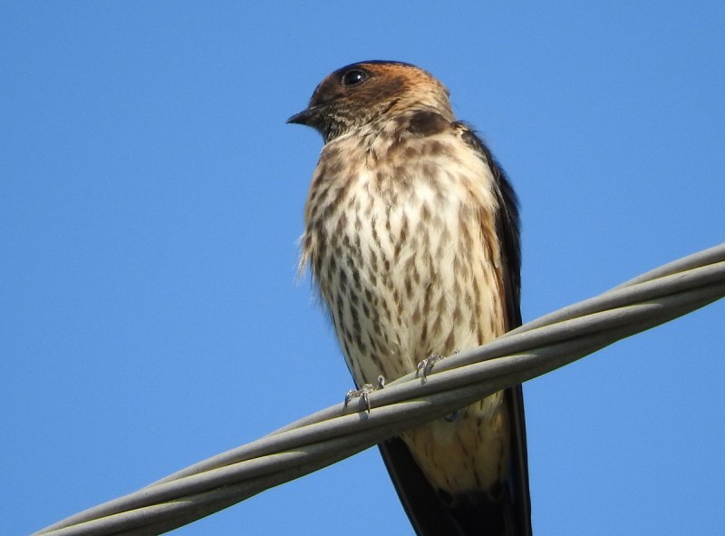 Hirundo domicola