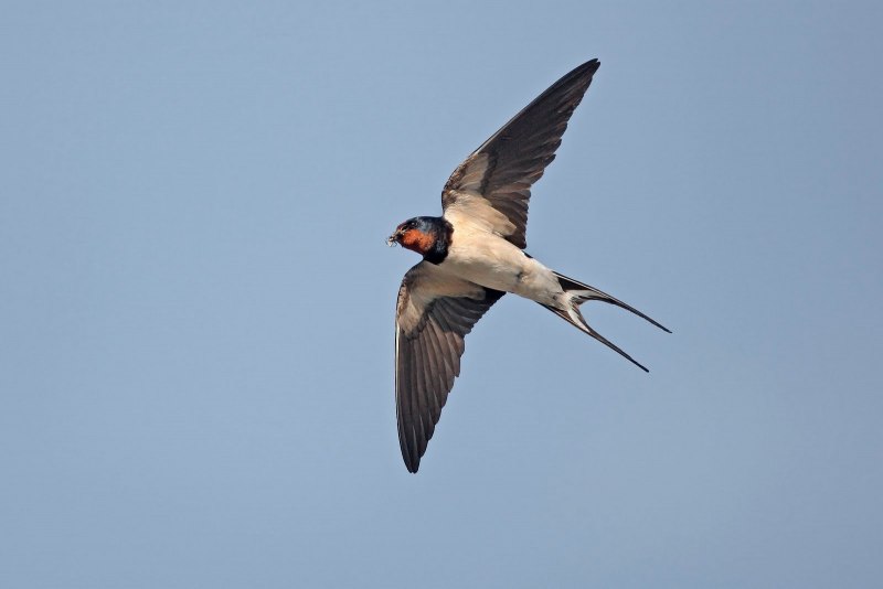 Cecropis semirufa