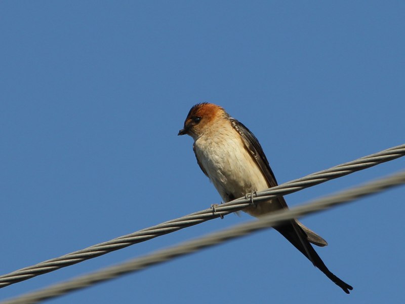 Cecropis daurica