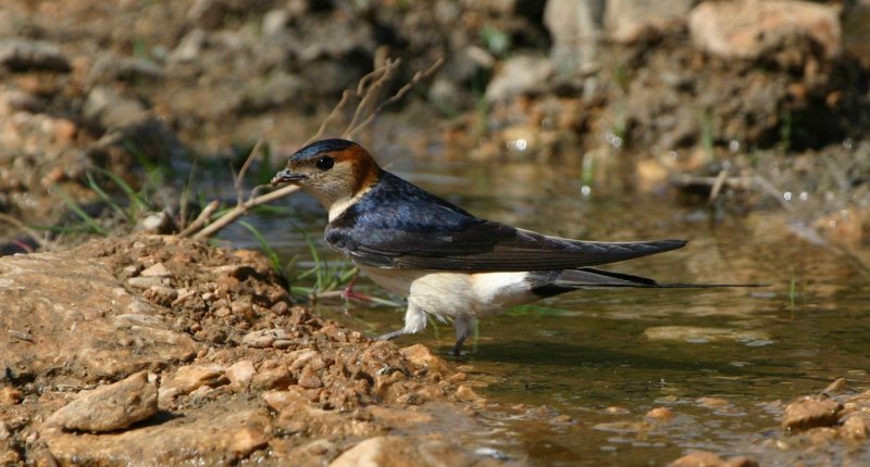 Hirundo domicola