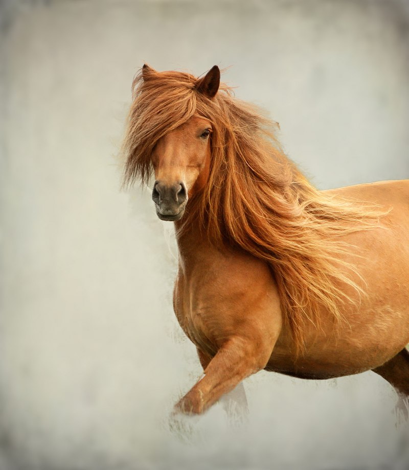 Cheval Alezan лошадь масти