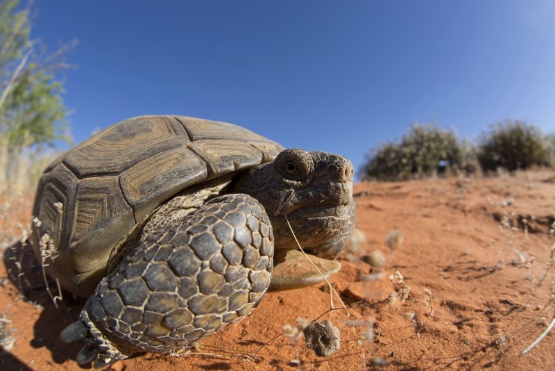 Gopherus agassizii