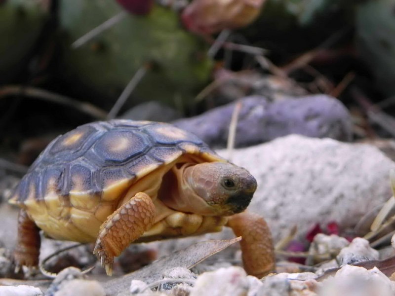 Gopherus agassizii