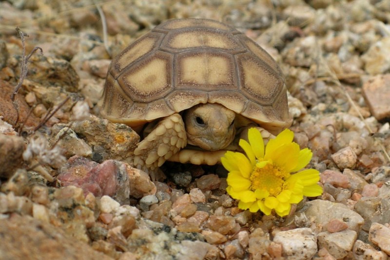 Gopherus agassizii