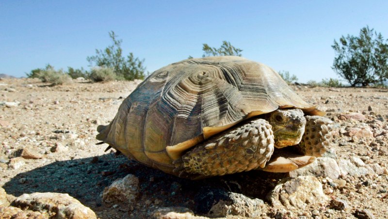 Gopherus agassizii