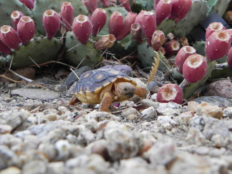 Gopherus agassizii
