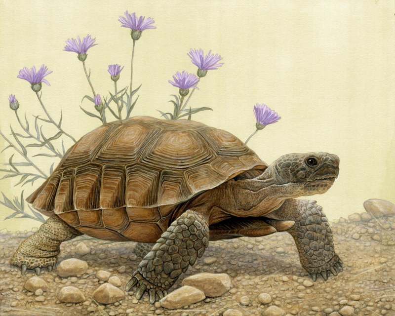 Homopus areolatus