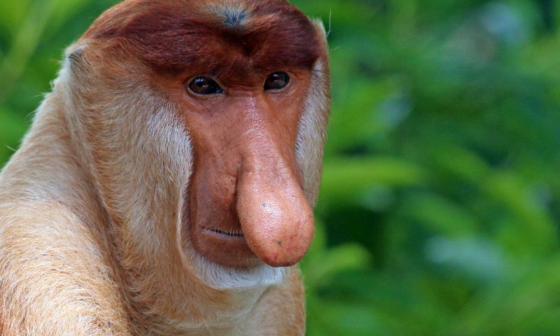 Жук рагий чернопятнистый