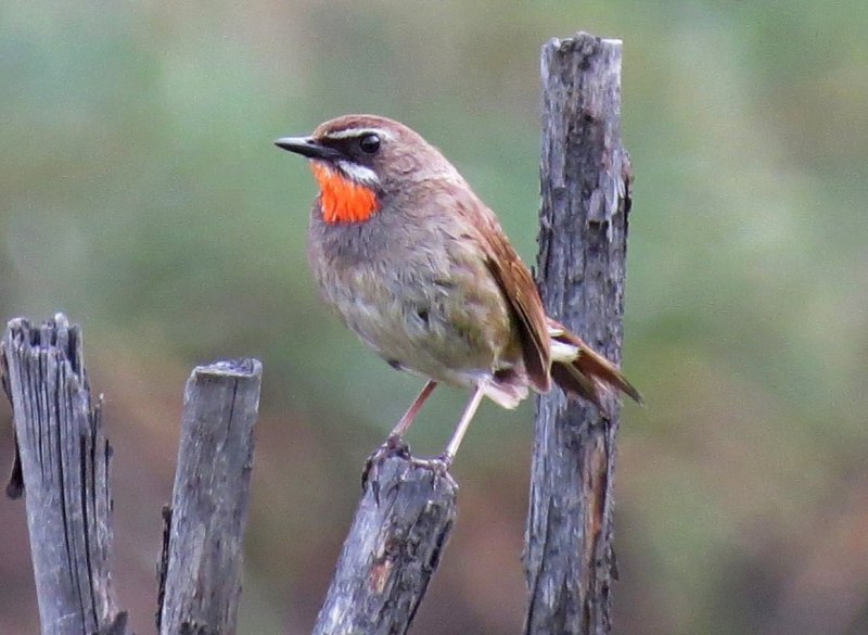 Соловей-красношейка Luscinia Calliope