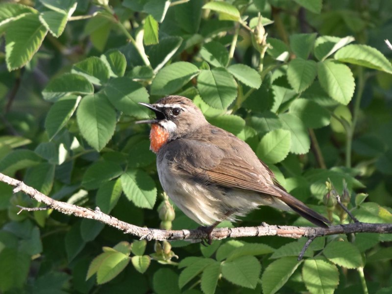 Соловей-красношейка Luscinia Calliope