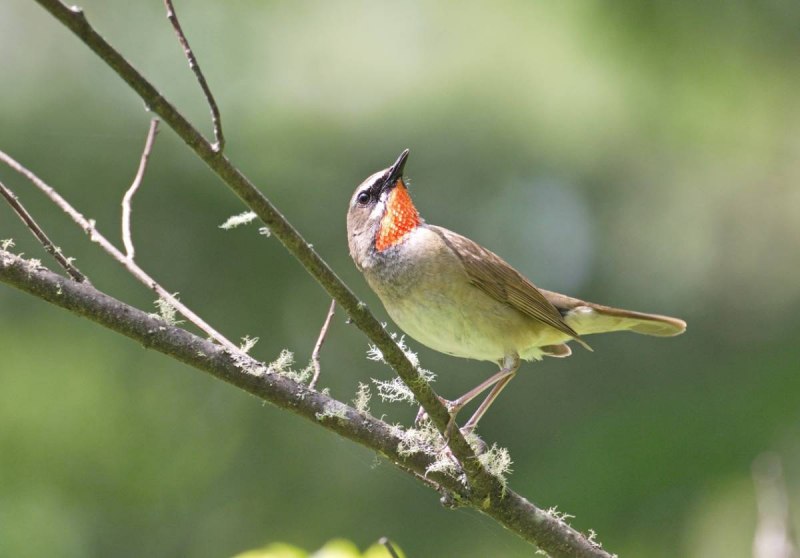 Соловей-красношейка Luscinia Calliope